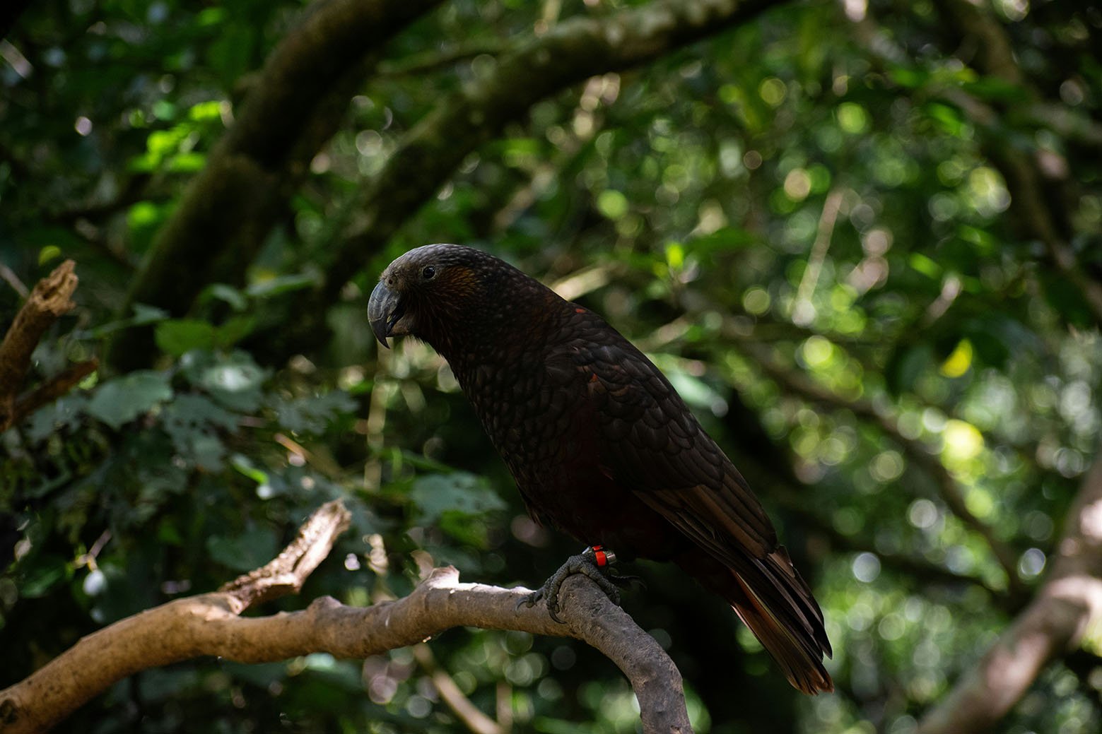 zealandia-parrot-wellington